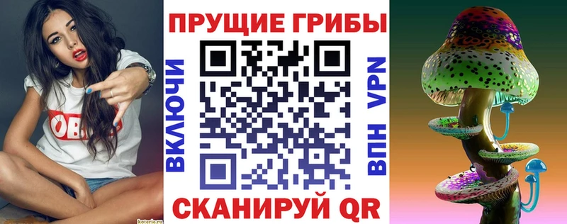 купить цена Сковородино Псилоцибиновые грибы Cubensis